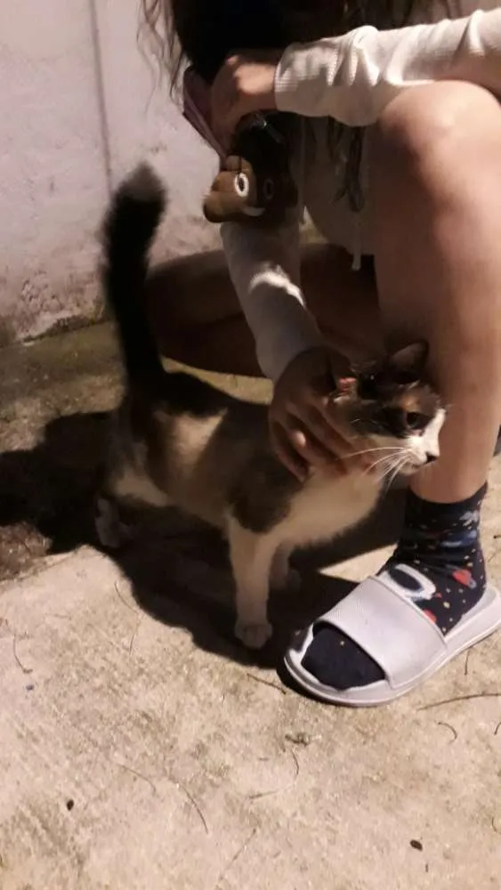 Gato raça Vira Lata idade 7 a 11 meses nome Laura