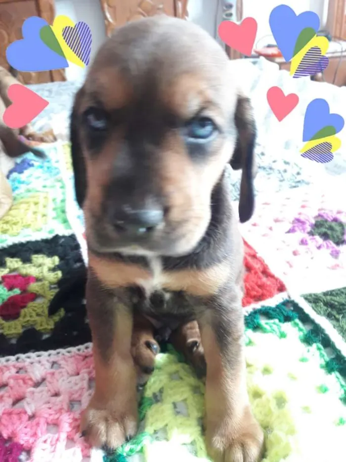 Cachorro ra a Mestiços de Cocker  idade Abaixo de 2 meses nome Filhotes mix Cocker 