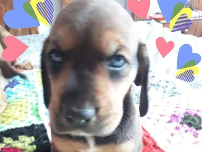 Cachorro ra a Mestiços de Cocker  idade Abaixo de 2 meses nome Filhotes mix Cocker 