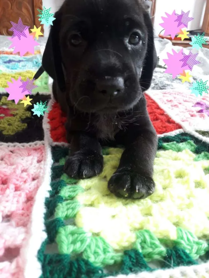 Cachorro ra a Mestiços de Cocker  idade Abaixo de 2 meses nome Filhotes mix Cocker 