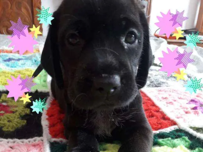 Cachorro ra a Mestiços de Cocker  idade Abaixo de 2 meses nome Filhotes mix Cocker 