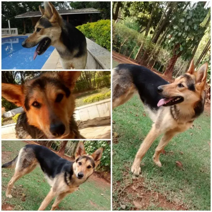 Cachorro ra a Mestiça de pastor alemão idade 1 ano nome Jhully