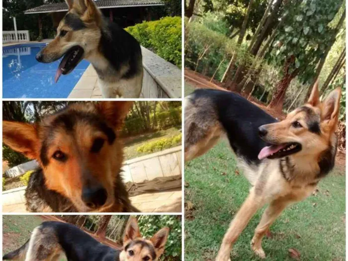 Cachorro ra a Mestiça de pastor alemão idade 1 ano nome Jhully