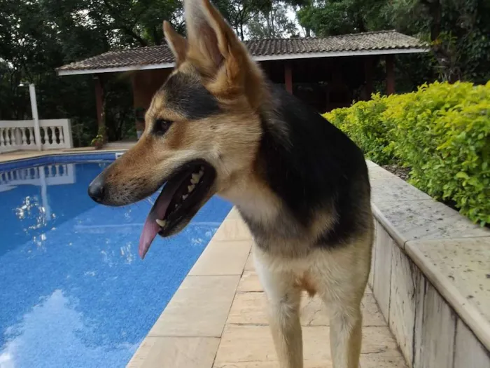 Cachorro ra a Mestiça de pastor alemão idade 1 ano nome Jhully