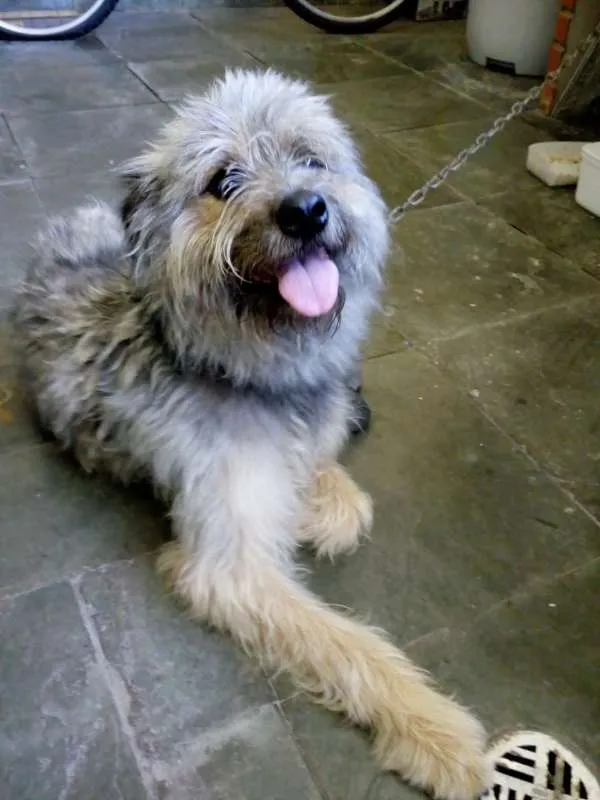 Cachorro ra a  idade 1 ano nome Hambúrguer