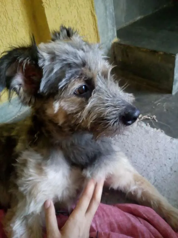 Cachorro ra a  idade 1 ano nome Hambúrguer