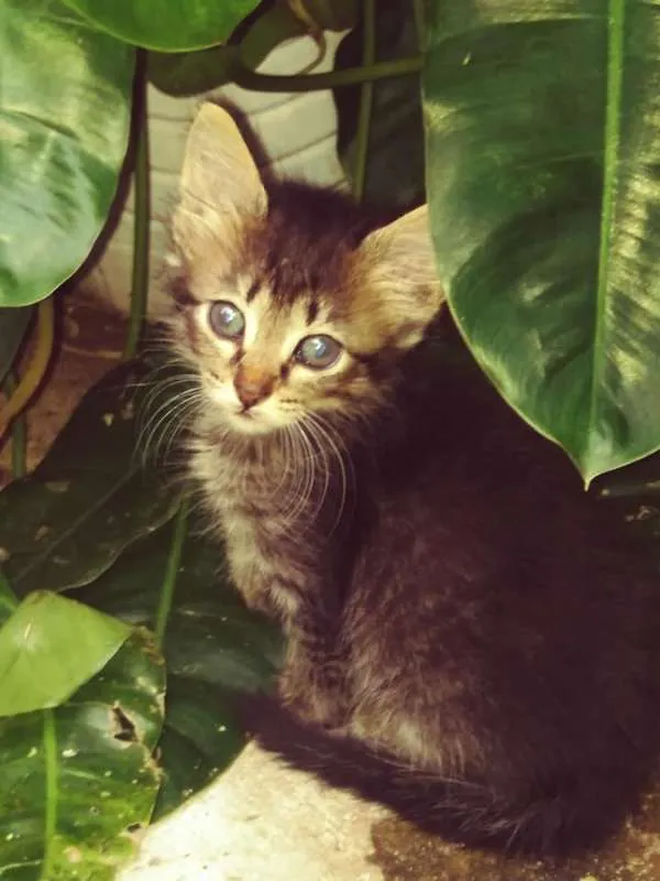 Gato ra a SRD idade 2 a 6 meses nome O novo dono escolhe