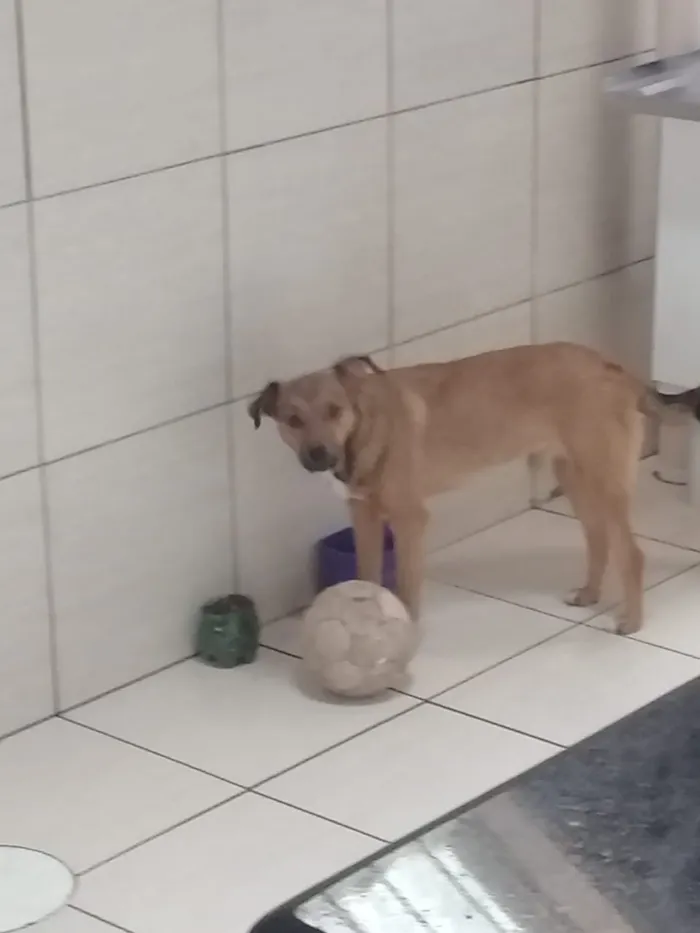 Cachorro ra a Vira-lata  idade 7 a 11 meses nome Tayler