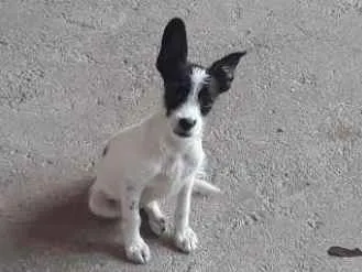 Cachorro raça Vira-lata  idade 2 a 6 meses nome Flocos
