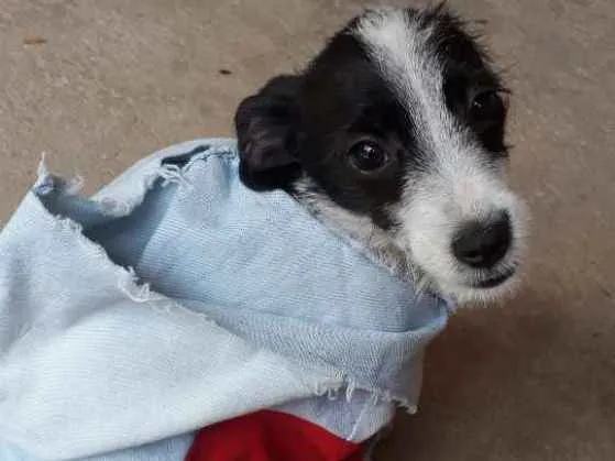 Cachorro raça Vira-lata  idade 2 a 6 meses nome Flocos