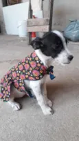 Flocos