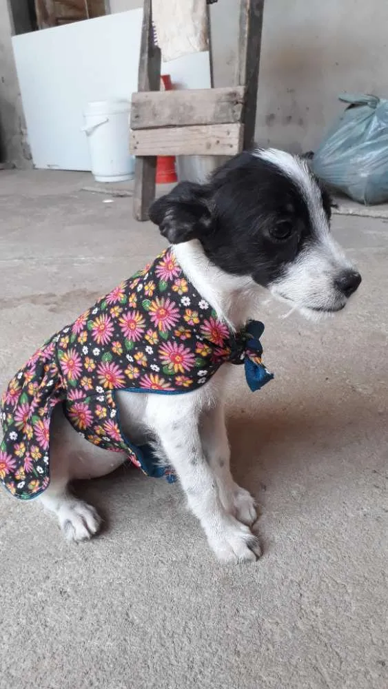 Cachorro raça Vira-lata  idade 2 a 6 meses nome Flocos