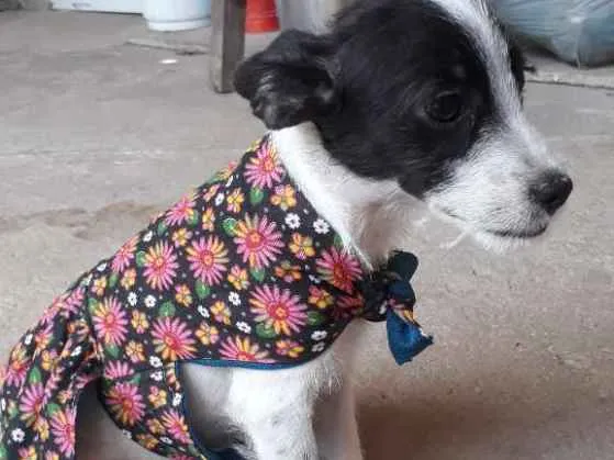 Cachorro raça Vira-lata  idade 2 a 6 meses nome Flocos