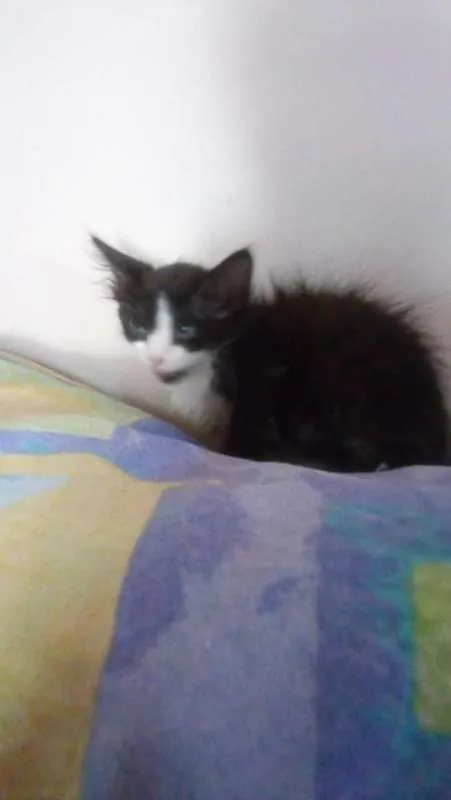 Gato ra a SRD idade 2 a 6 meses nome O novo dono escolhe