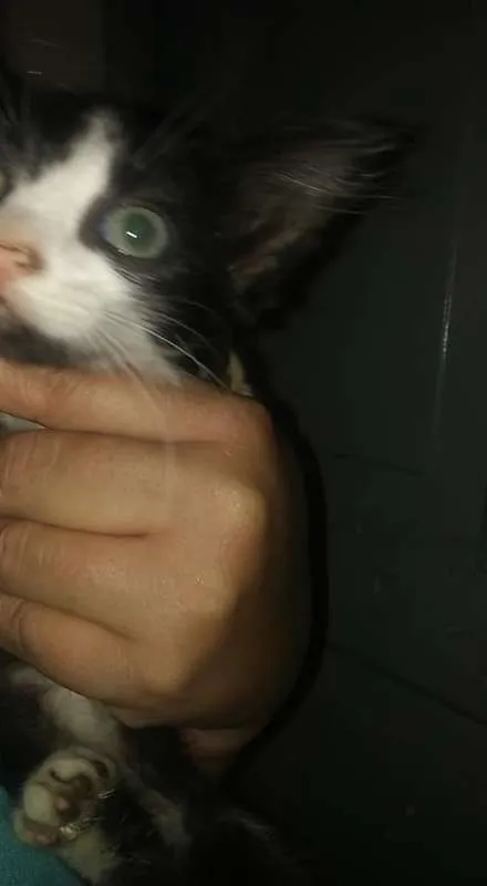 Gato ra a SRD idade 2 a 6 meses nome O novo dono escolhe