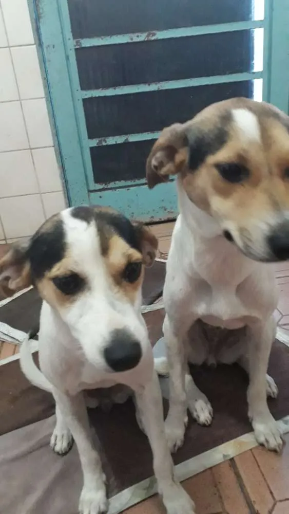 Cachorro ra a Vira lata  idade 7 a 11 meses nome Luna e stellar 