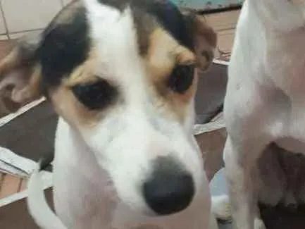 Cachorro ra a Vira lata  idade 7 a 11 meses nome Luna e stellar 