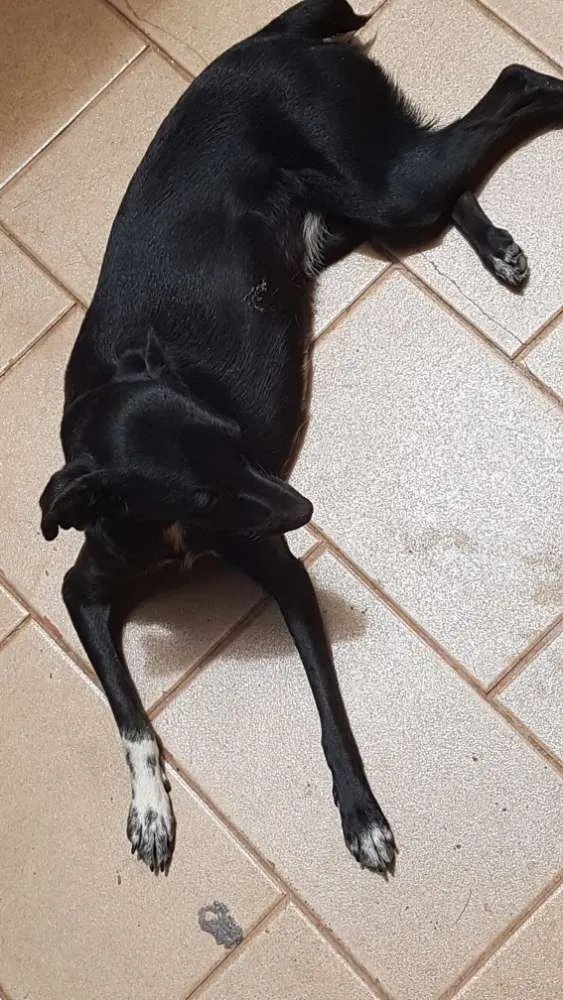 Cachorro ra a Vira lata idade 1 ano nome Suzy