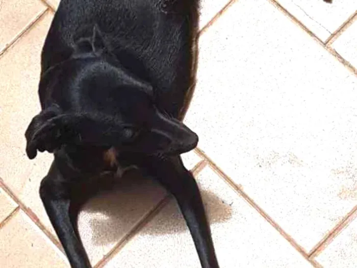 Cachorro ra a Vira lata idade 1 ano nome Suzy