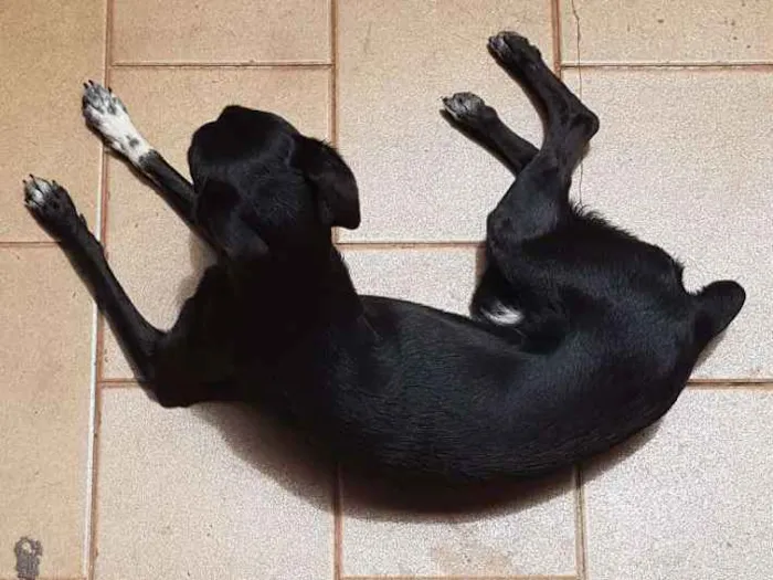Cachorro ra a Vira lata idade 1 ano nome Suzy