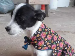 Cachorro raça Vira-lata  idade 2 a 6 meses nome Flocos