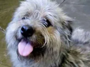 Cachorro raça  idade 1 ano nome Hambúrguer