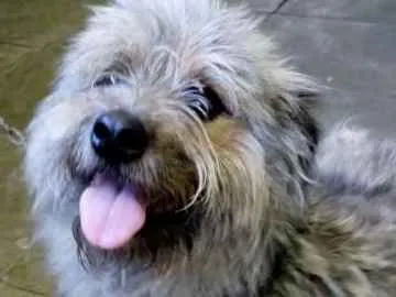 Cachorro ra a  idade 1 ano nome Hambúrguer