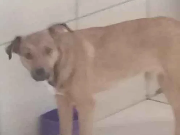 Cachorro ra a Vira-lata  idade 7 a 11 meses nome Tayler