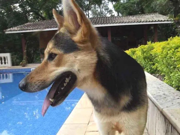 Cachorro ra a Mestiça de pastor alemão idade 1 ano nome Jhully