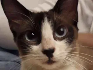 Gato raça Vira Lata idade 7 a 11 meses nome Laura
