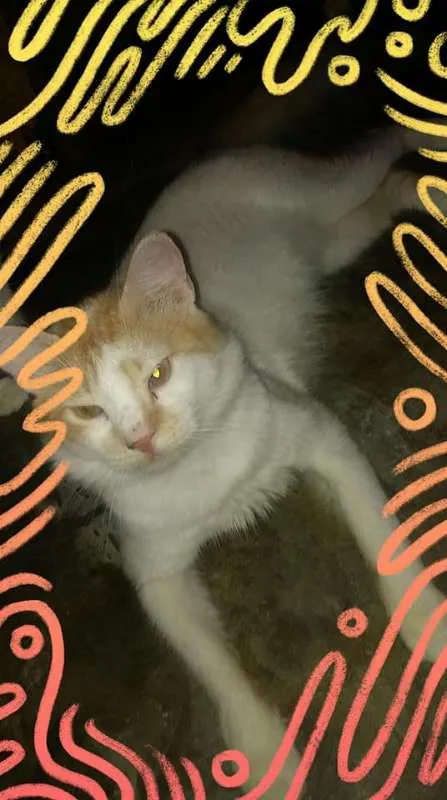 Gato ra a SRD idade 7 a 11 meses nome ADULTOS CASTRADOS