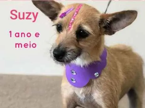 Cachorro ra a SRD idade 1 ano nome SUZY