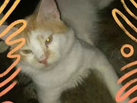 Gato ra a SRD idade 7 a 11 meses nome ADULTOS CASTRADOS