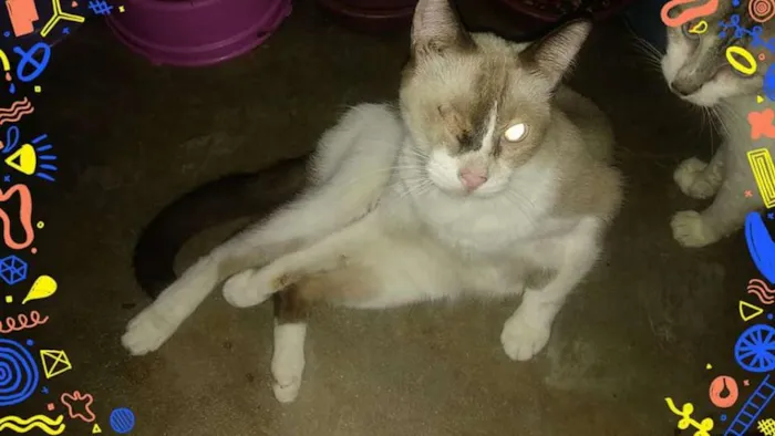 Gato ra a SRD idade 7 a 11 meses nome ADULTOS CASTRADOS