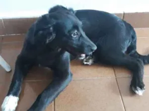 Cachorro raça Vira lata  idade 2 a 6 meses nome Barriguinha de couro