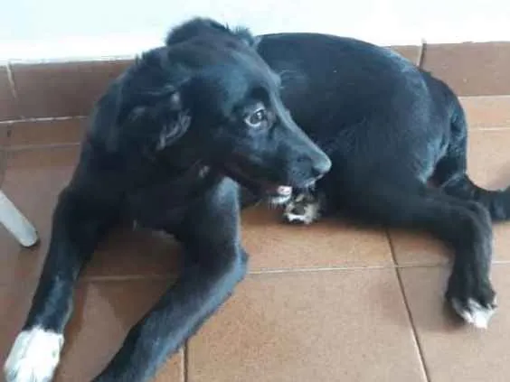 Cachorro ra a Vira lata  idade 2 a 6 meses nome Barriguinha de couro