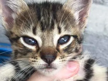 Gato ra a  idade 2 a 6 meses nome Bebes