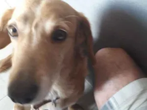 Cachorro raça Vira lata idade 5 anos nome Mel