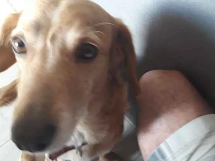 Cachorro ra a Vira lata idade 5 anos nome Mel