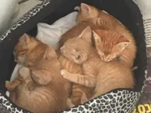 Gato raça SRD idade 2 a 6 meses nome Cinco gatinhos