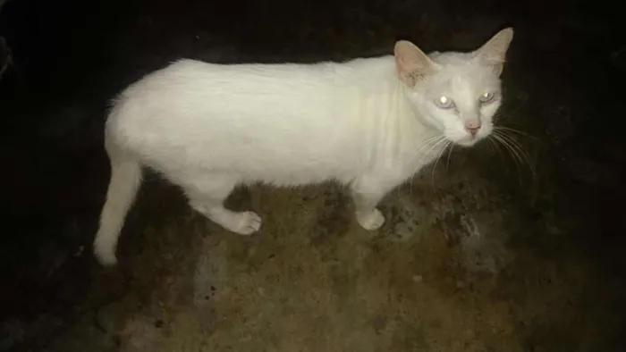 Gato ra a SRD idade 7 a 11 meses nome ADULTOS CASTRADOS