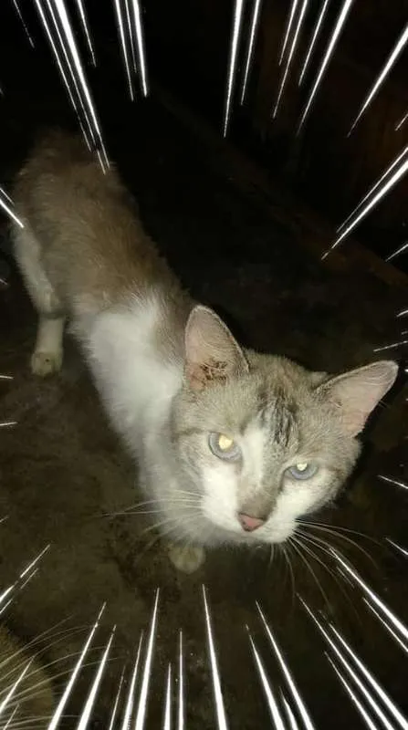 Gato ra a SRD idade 7 a 11 meses nome ADULTOS CASTRADOS