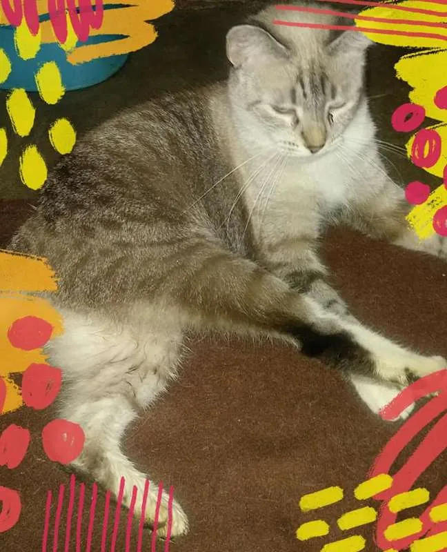 Gato ra a SRD idade 7 a 11 meses nome ADULTOS CASTRADOS