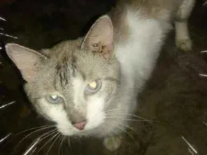 Gato raça SRD idade 7 a 11 meses nome ADULTOS CASTRADOS