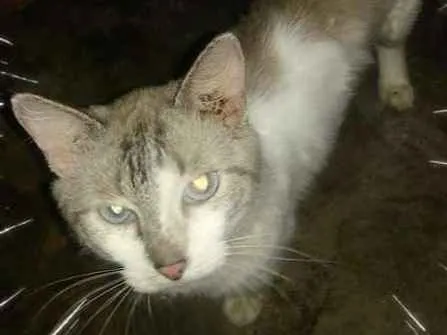 Gato ra a SRD idade 7 a 11 meses nome ADULTOS CASTRADOS