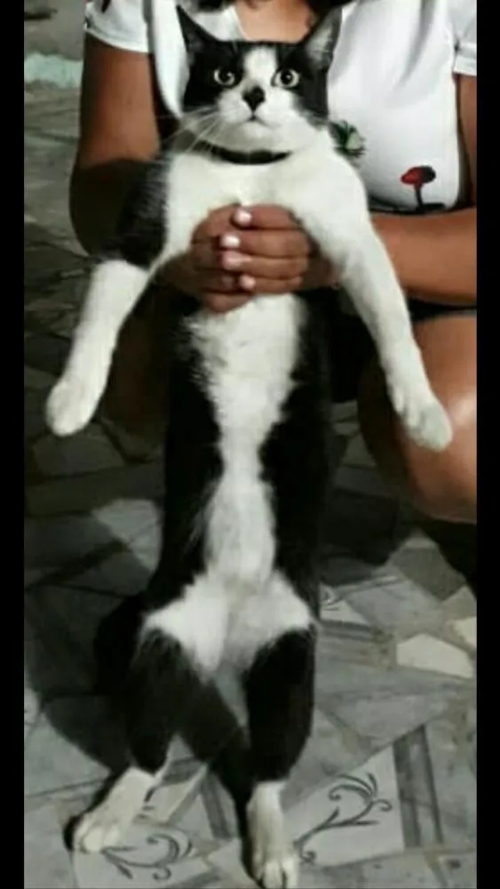 Gato ra a Rnd idade 1 ano nome Meg