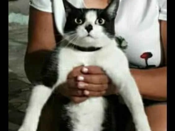 Gato ra a Rnd idade 1 ano nome Meg