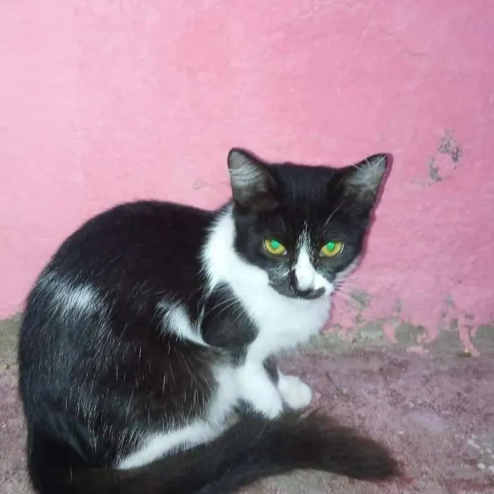 Gato ra a SRD idade 7 a 11 meses nome GATOS ADULTOS