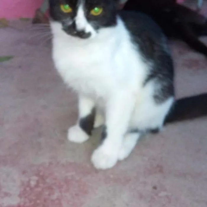 Gato ra a SRD idade 7 a 11 meses nome GATOS ADULTOS