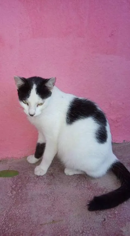 Gato ra a SRD idade 7 a 11 meses nome GATOS ADULTOS